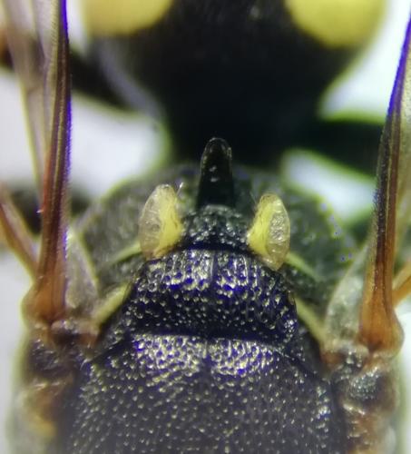 Oxybelus trispinosus